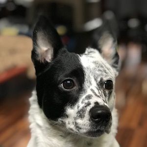 Meet your Posher, Nick